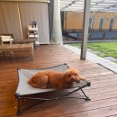 수영애견(건국동물병원) | [포천 애견동반펜션] 애견동반수영이 가능한 300평 잔디 운동장 조식 제공 콩알펜션