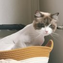 (주)집사의 하루 | 렉돌 고양이 첫 미용 후기 : 집사의 1년 고민 끝에 결정한 털관리 꿀팁