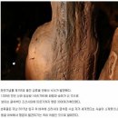 천연기념물인 울진 석류굴에서 발견된 낙서 이미지