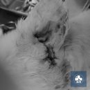 페토피아 동물병원 이미지