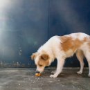 빵먹는 강아지 이미지