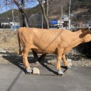 원조계룡한우정육점