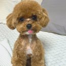 멍까루 네이버블로그