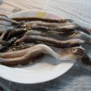 바다장어 이미지