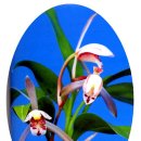 죽백3로 이미지