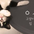 고양이미용사 임서영 이미지