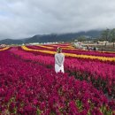 꽃보다당신 - 달서구 학산로 204 | 강원도 철원 가을여행, 오늘은 당신이 꽃이에요 고석정꽃밭 후기