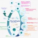 Re: 세포 분열(cell division) -apoptosis, 암과의 전쟁에서 승자는? 이미지