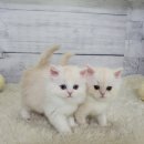 고양이전문점 허니캣 이미지