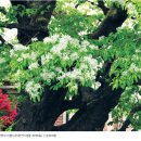우리나라의 천연기념물 이팝나무 이미지