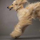 개 최고 이미지