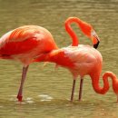 플라밍고 이미지