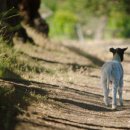 상영농장 이미지