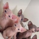 스핑크스의 숲 이미지