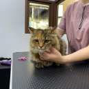 쥬디캣(Judy Cat) 이미지