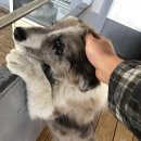 퍼피랩켄넬 | [장기애견호텔&amp;픽업서비스] 퍼피트레이닝과 반려견훈련은 하남애견훈련소와 함께 진행하세요!