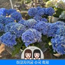 내일도꽃만나요 | 일본 후쿠오카 여행 하코자키궁 6월 수국 축제 직접 다녀온 후기