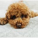 멍샵 강아지분양 인천본점 이미지