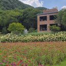 11545-08-00-51 | [청도 로카커피] 만발한 백일홍 &amp; 목수국 꽃밭 뷰! 시그니처 로카브라운 + 단호박치즈케익 솔직 후기