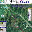 치악산둘레길 9코스 자작나무길 | 치악산 둘레길 9코스 자작나무 숲길