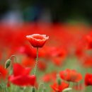 용수골꽃양귀비축제 이미지