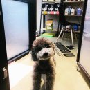 그루머웅 이미지