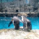 제주해양과학관 (아쿠아플라넷) 이미지