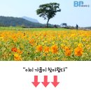 "배롱나무 꽃길, 이런 곳은 처음이죠?"... 여름철 배롱나무 감상하기 좋은 국내 여행지 이미지