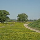 2025.4.30.청주농업 기술센타.유채꽃 이미지