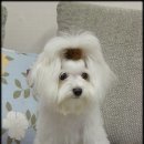 똘이 이미지