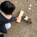 자연펜션 | 충주 수안보 단체 펜션 _ 자연 속 힐링 숙소 송림농원펜션 후기