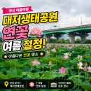 세븐일레븐 부산대저중앙점 | 부산 대저생태공원 연꽃 여름 절정 아름다운 연꽃 명소 직접 다녀온 솔직후기,위치,가는법 (2026 최신)