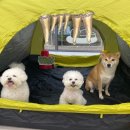 하울팟 케어클럽(분당서현점) 이미지