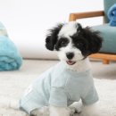 큐리애견 이미지