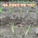 주렴농장 | 수원 광교 주말농장 텃밭가꾸기