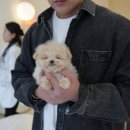 퍼피애견샵 이미지