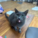 동물보육원 안산지부 | 고양이 파양, 홀로 키우던 작고 소중한 나의 러시안 블루 몽이, 안산 동물 보육원을 찾게 된 이야기