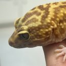 여우게임랜드 이미지