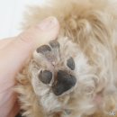 하울팟 펫밀크 강아지두유 솔직후기 feat 가루약 순삭