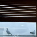 길조 약국 이미지