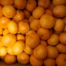 현주농장 이미지