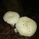 싸리버섯산행 자연산버섯산행 능이버섯사촌 야생버섯 자연산약초산행 이미지