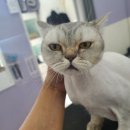 아꼬운몽 이미지