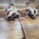 로던트 클럽 이미지