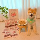베타고랩스 | 강아지사료 추천 부드럽고 촉촉해 노령견사료로 선택한 디어랩스 강아지연어 사료