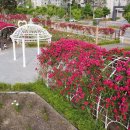 22 May 2023 세종시 장미정원 - The Supbaram Rose Garden, Sejong City. 이미지