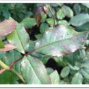 약용작물센터 | 화훼 · 특용작물 주간농사정보 제31호