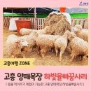 하빛율빠꿈사리 이미지