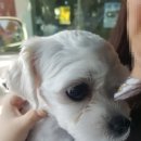 댕이요 펫택시 네이버블로그