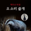 오소리 쇼핑